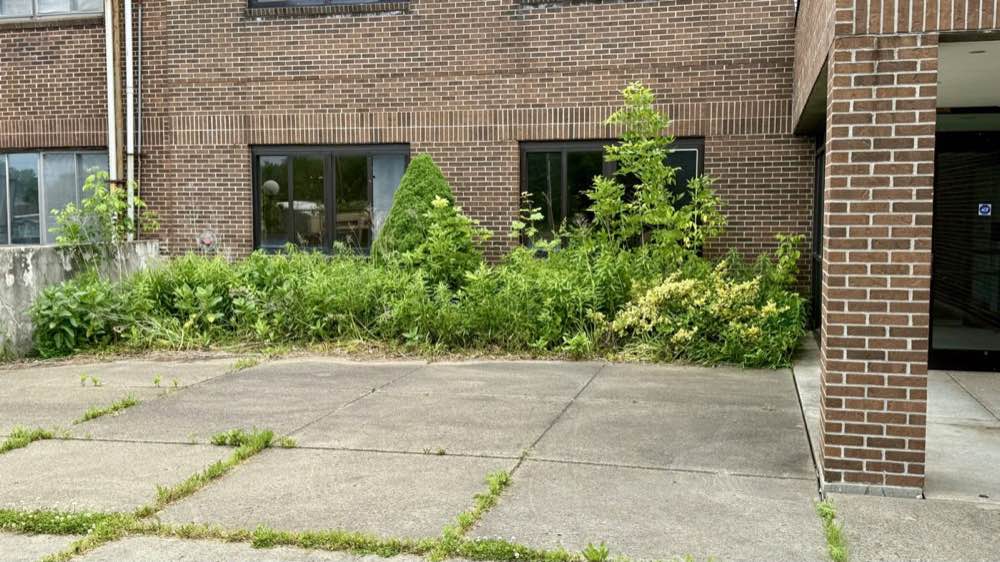 Behavioral health unit entrance before site works, with overgrown vegetation against the building